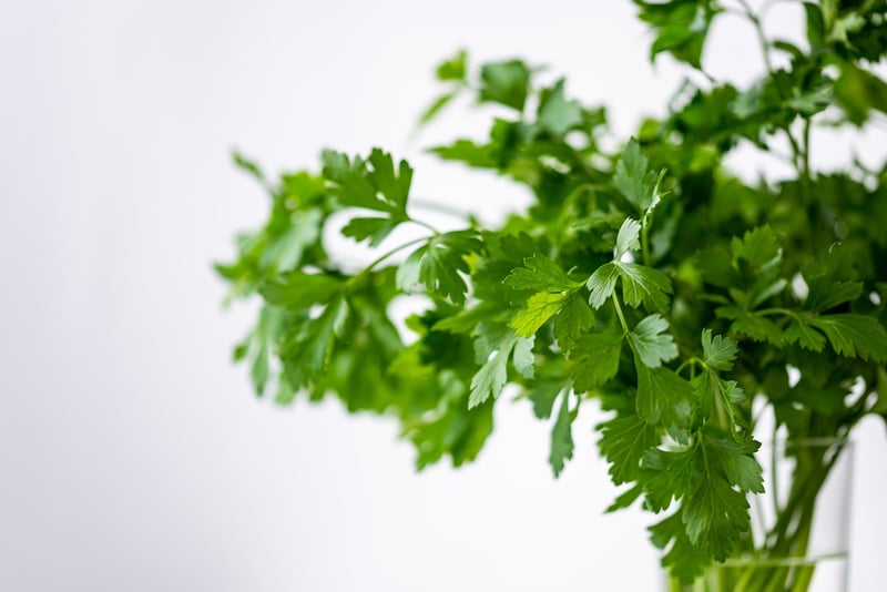 Magic Herb Garden Tips